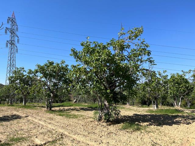 Aydın Germencik Mursallı'da 11150 M2 Bakımlı ,düz Konumda İncir Bahçesi 4