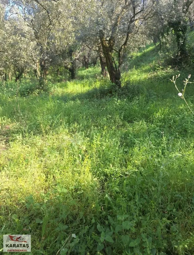 Orhangazi Paşapınar Köyünde Göl Manzaralı Kupon Arazi 3