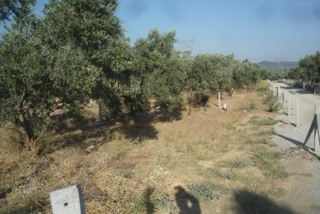 İzmir Torbalı Gold Emlaktan Saiplerde Satılık Zeytin Bahçesi 4
