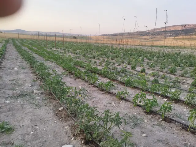 Seyitgazi Örencikte Satılık Tarla 3