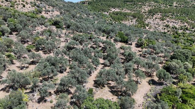 Bergama Tiyelti Köyünde 4 Dönüm Zeytinlik Satışta 5