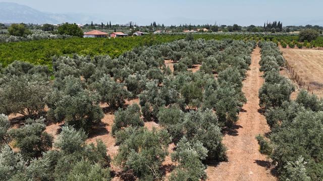 Döşemealtı Çıplaklı Mahallesinde Satılık Zeytin Bahçesi 5718 M2 4