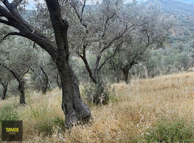 Edremit Yolören'de İmara Çok Yakın Satılık Zeytinlik 4