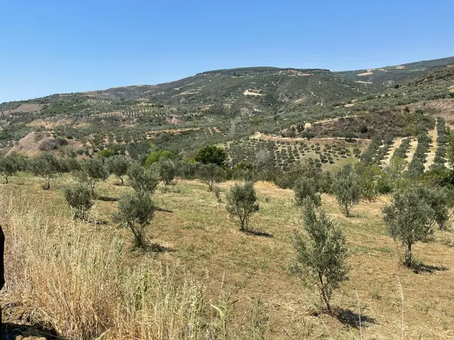 Tepeköy Mahallesinde Yola Cephe Zeytinlik 3