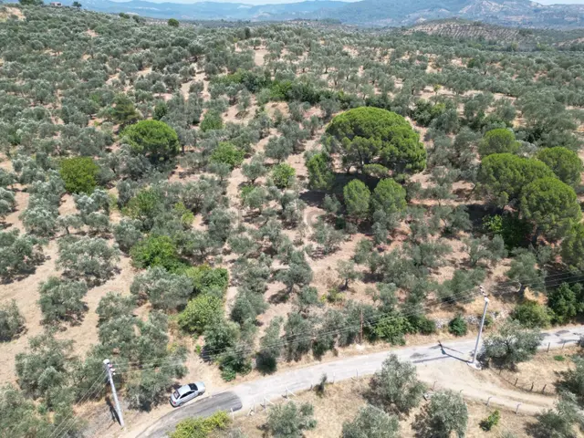 Poyraz Gayrimenkul'den Edremit Dereli'de Satılık 2,200m2 Yolacepheli Zeytinlik 5