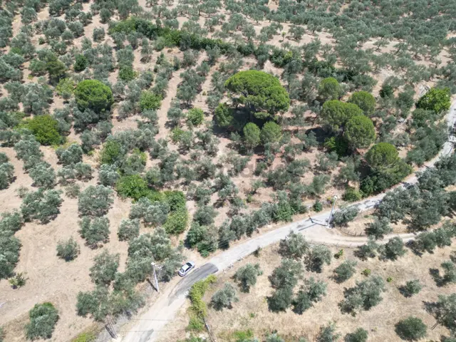 Poyraz Gayrimenkul'den Edremit Dereli'de Satılık 2,200m2 Yolacepheli Zeytinlik 2