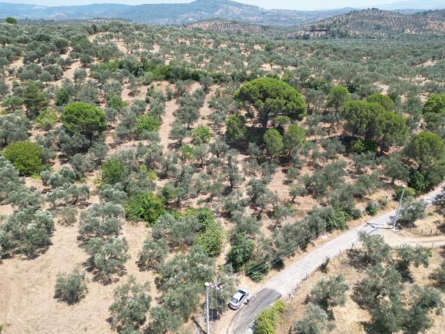 Poyraz Gayrimenkul'den Edremit Dereli'de Satılık 2,200m2 Yolacepheli Zeytinlik 4