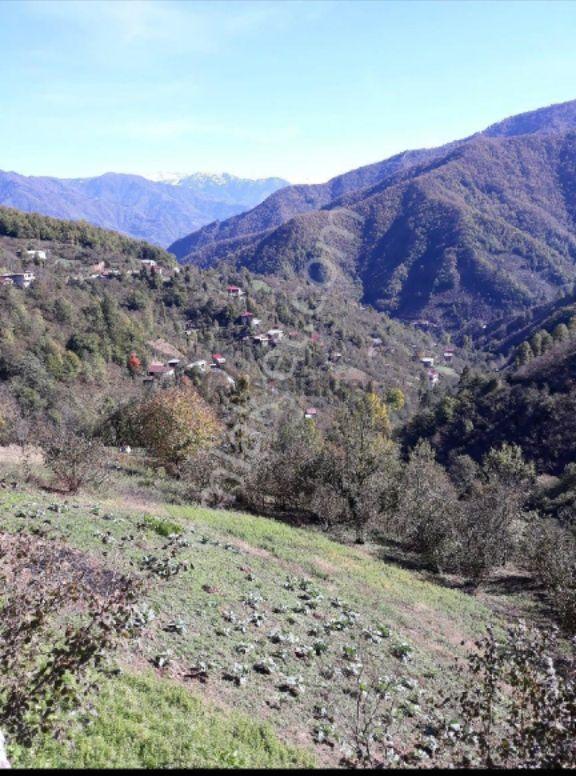 Acil Satılık Fındık Tarlası 4
