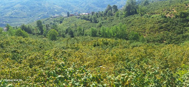 Şahinoğlu Emlaktan, Trabzon Derecik'te 13.560 M2 Merkeze Yakın Fındıklık Şahinoğlu Emlaktan, Trabzon Derecik'te 13.560 M2 Merkeze Yakın Fındıklık