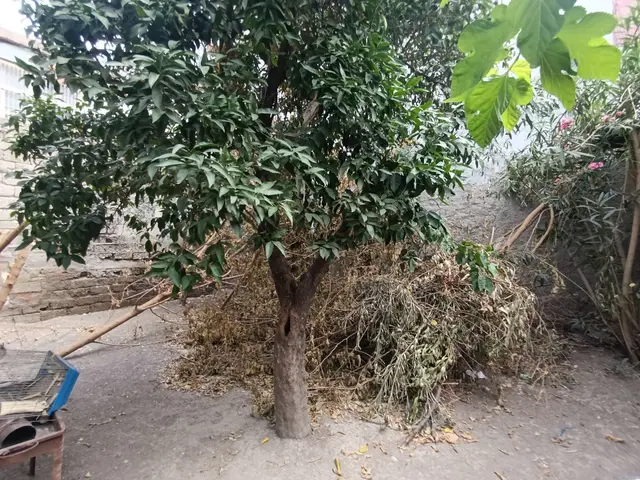 Gülpınarda 2 Katlı Müstakil Ev Uygun Fiyat 4