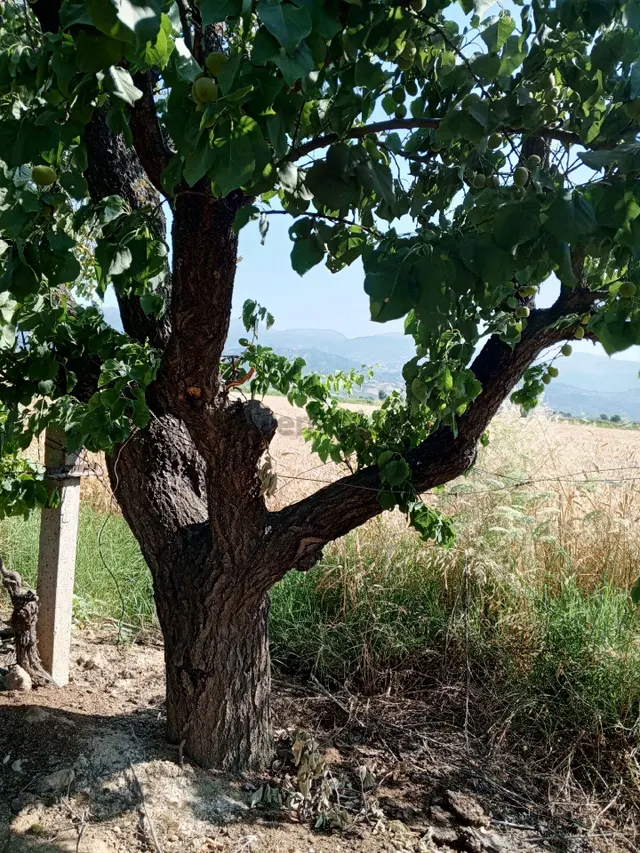 Manisa Salihli Güxel Bir Yayla Köyü Sat Meyve Bahçesi 3