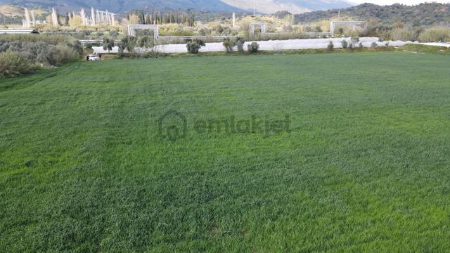 Köşk Yavuzköy Tarım Ticari Alanı İçin Uygun 18 Dönüm Bahçe 5