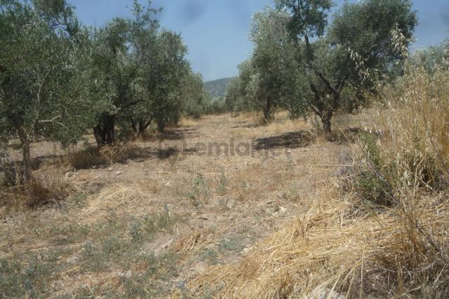 İzmir Torbalı Gold Emlaktan Satılık Zeytinlik 4