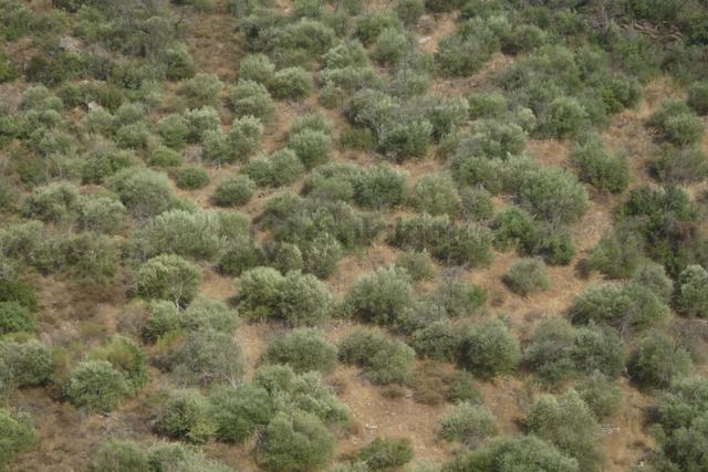 İzmir Torbalı Gold Emlaktan Balcılarda Satılık Zeytinlik 2
