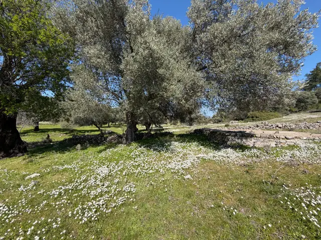 Bodrum Mazıda Yol Cepheli Satılık Yatırımlık Zeytinlik 4
