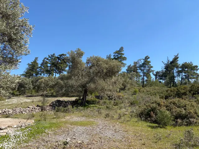 Bodrum Mazıda Yol Cepheli Satılık Yatırımlık Zeytinlik 5