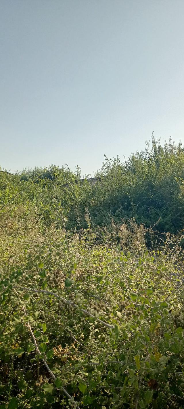Muğla Ortaca Güzelyurt Satılık Arsa 2