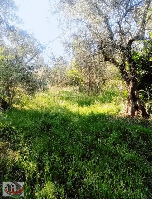 Güneyden İznik Mustafali Köyünde 650m2 Arsa Zeytinlik 1