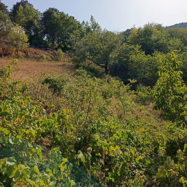 İzmir Bergama Halilağalar Mh 2.603 M2 + 2.981 M2 Tarla + 128 M2 Bahçe Satılıktır 3