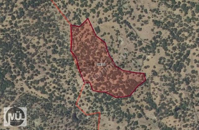 Balıkesir Burhaniye Yaylacık Mahallesi 8293 M2 Zeytinlik 3