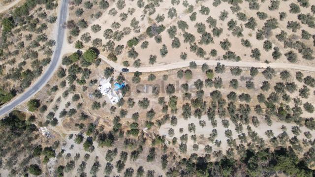 Şarköy'de Asfalta 10 M. Mesafede 50 Ağaç Satılık Zeytinlik 2