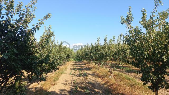 Okkalı Emlak Tan Menemen Yayla Mah. De Satılık Bahçe 2