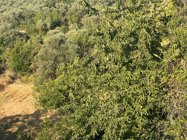 Bursa Mudanya Eşkel Satılık Tarla1300m2 2