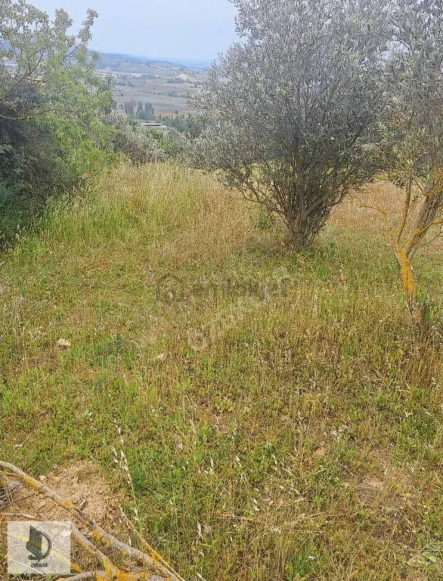 Bursa Yenişehir Hayriye Mh. Satılık Tarla! 4