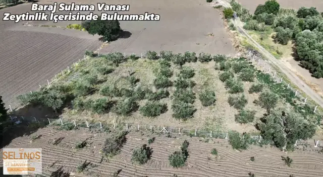 Bergama Göçbeyli Mahallesinde 2450 M2 Yol Cepheli Zeytinlik 2