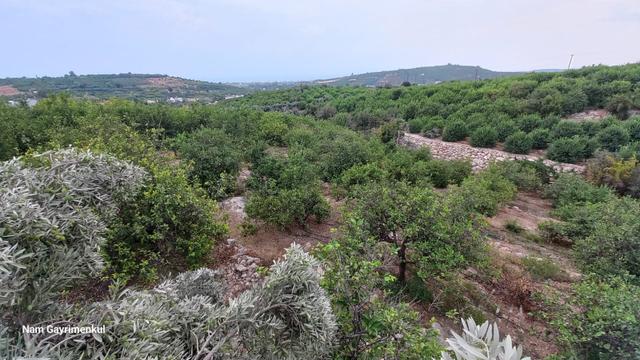Mersin Erdemli Çiftepınar Mah Satılık Limon Bahçesi 4