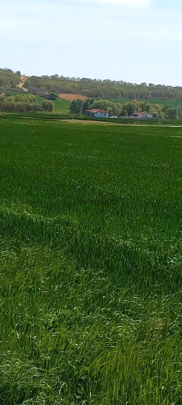 Poyrazdan Lüleburgaz Ertuğrul Köyünde Satılık Tarla 5