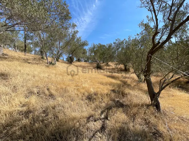 Akçay Poyraz Gayrimenkul'den Beyoba'da Satılık 3870m2 Deniz Manzaralı Zeytinlik 3