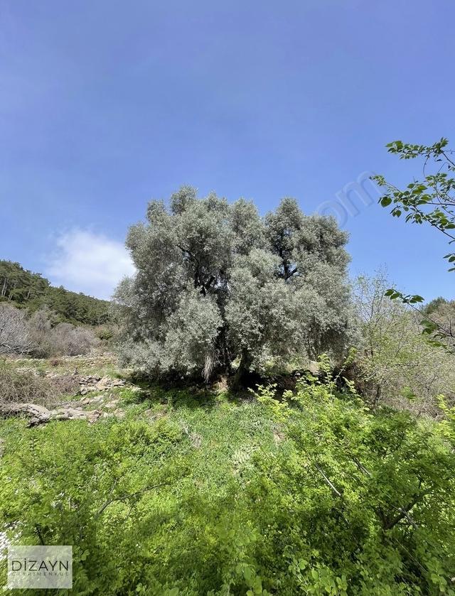 Milas Akçalı Yaylasında Yolu Olan Dümdüz 1959m2 Zeytinlik 4
