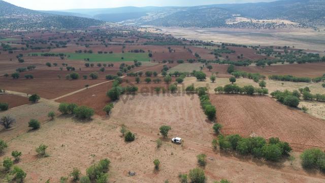 Konya / Çumra / Apasaraycık Mahallesinde 3.936 M² Müstakil Tapulu Tarla 5