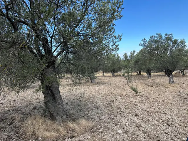 Premar Ayvada'dan Ayvalık Fethiye'de 6 Dönüm Bakımlı Zeytinlik 3