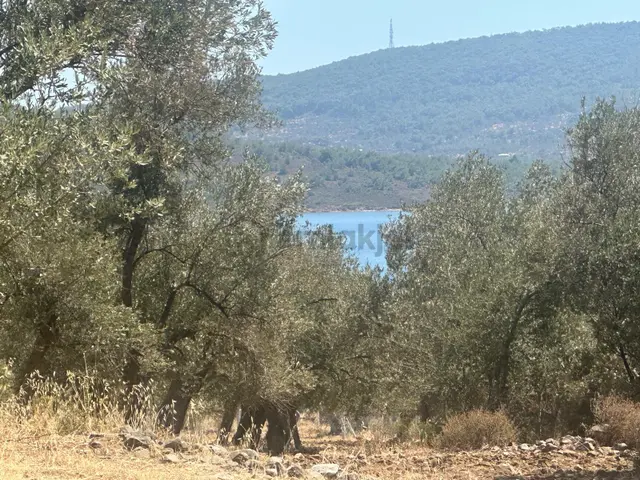 Premar Ayvada'dan Cunda Namıkkemal Mah Deniz Manzaralı 4 Dönüm Bakımlı Zeytinlik 1