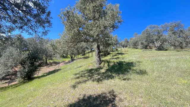 Başaran Emlak'tan Yaylaönün'de Efsane Zeytin Arazisi... 3