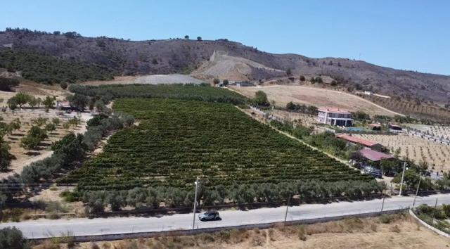 Seferihisar Yatırımlık 10 Dönüm Bağ,asfalt Yol Cepheli 5