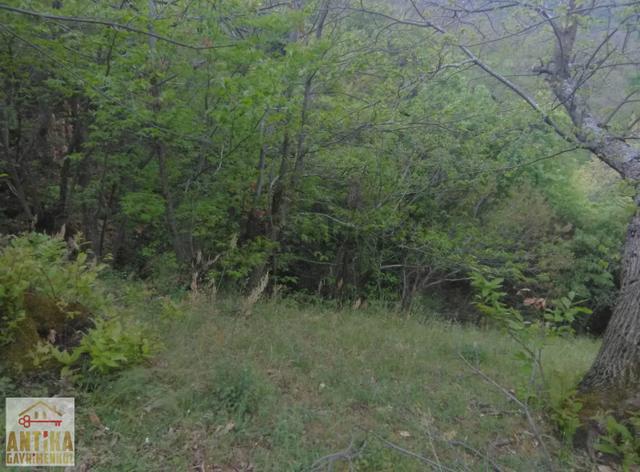 Antika Gayrimekul'den Bademli'de Satılık Kestane Bahçesi 4