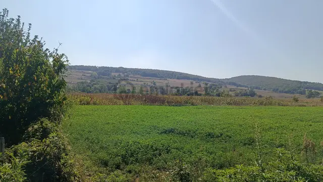 Güzel Konumda Mısır Ekili Tarla 3