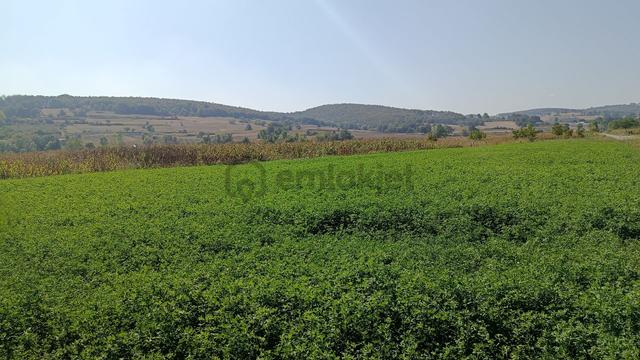 Güzel Konumda Mısır Ekili Tarla 5