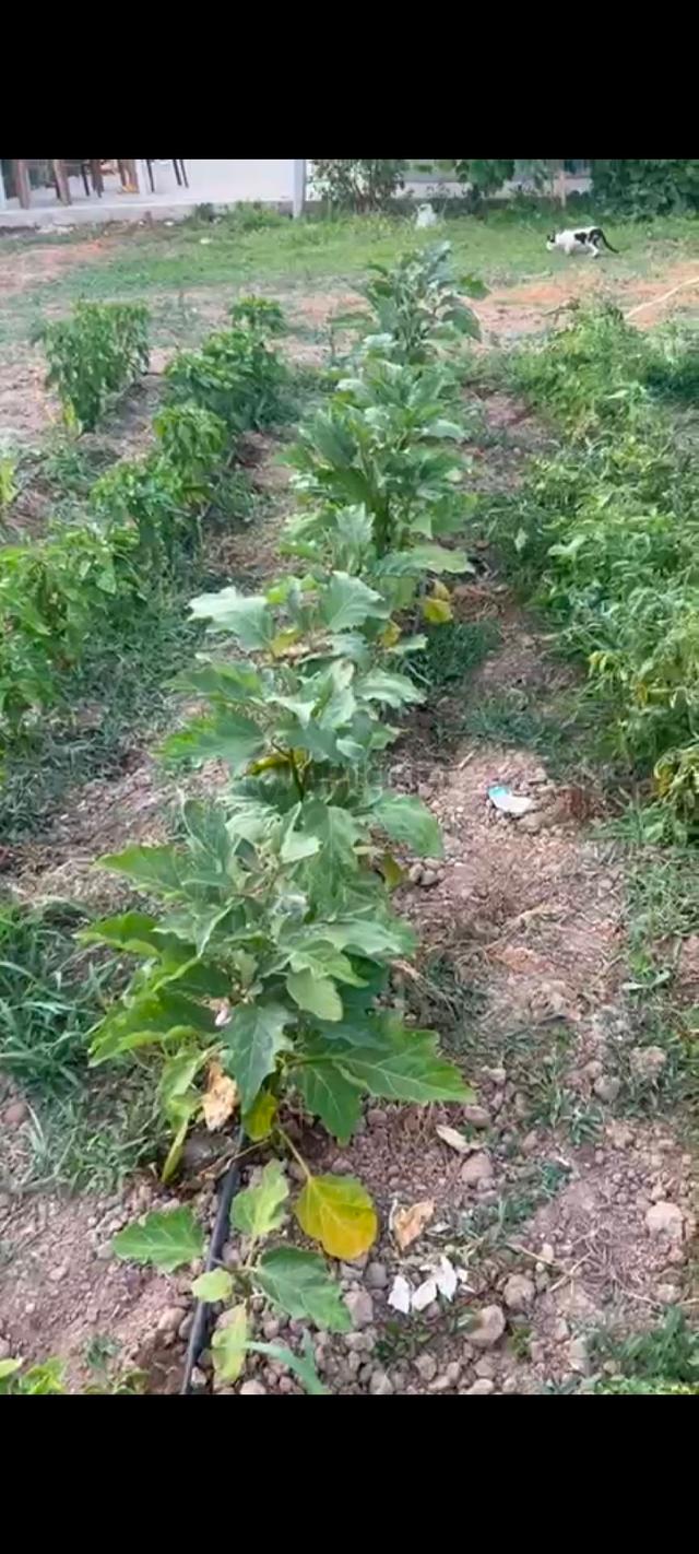 Ereğli Turkmenlidr Satilik Arsa Ve İcinde Ev 5