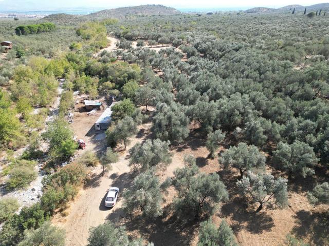 Sabri Pınarbaşı'dan Kızılkeçili'de Satılık 19.783m2 Yatırımlık Zeytinlik 4