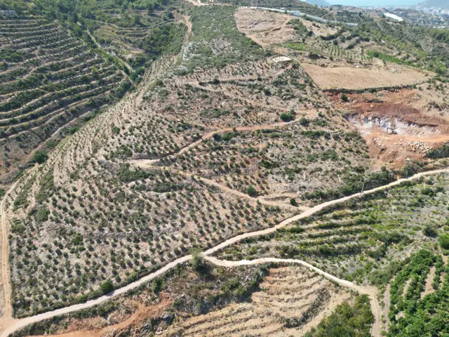 Gazipaşa’da 90 Yıllığına Kiralık 42 Dönüm Hazır Zeytinlik – Yatırımlık Ekmek Kapısı 3