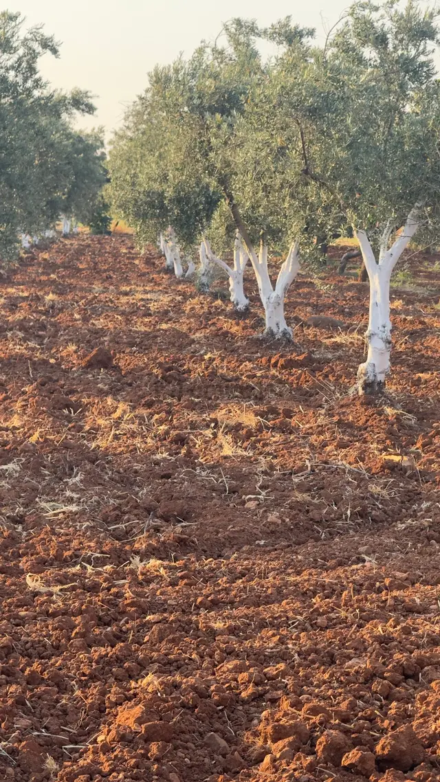 Satılık Arpakesmez Asfaltına 35 Mt Mesafeli Zeytin 3