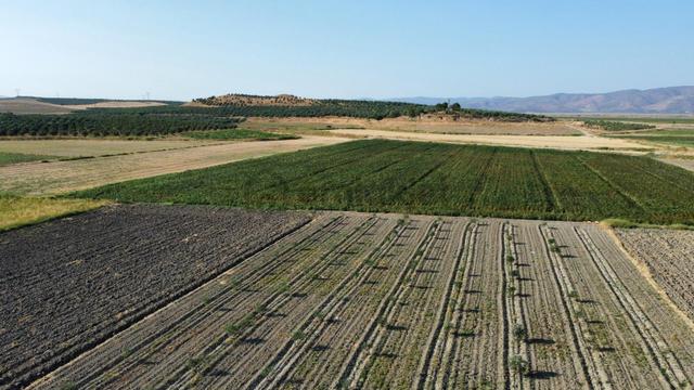 210 Adet Trilye Cinsi Genç Zeytinlik 210 Adet Trilye Cinsi Genç Zeytinlik