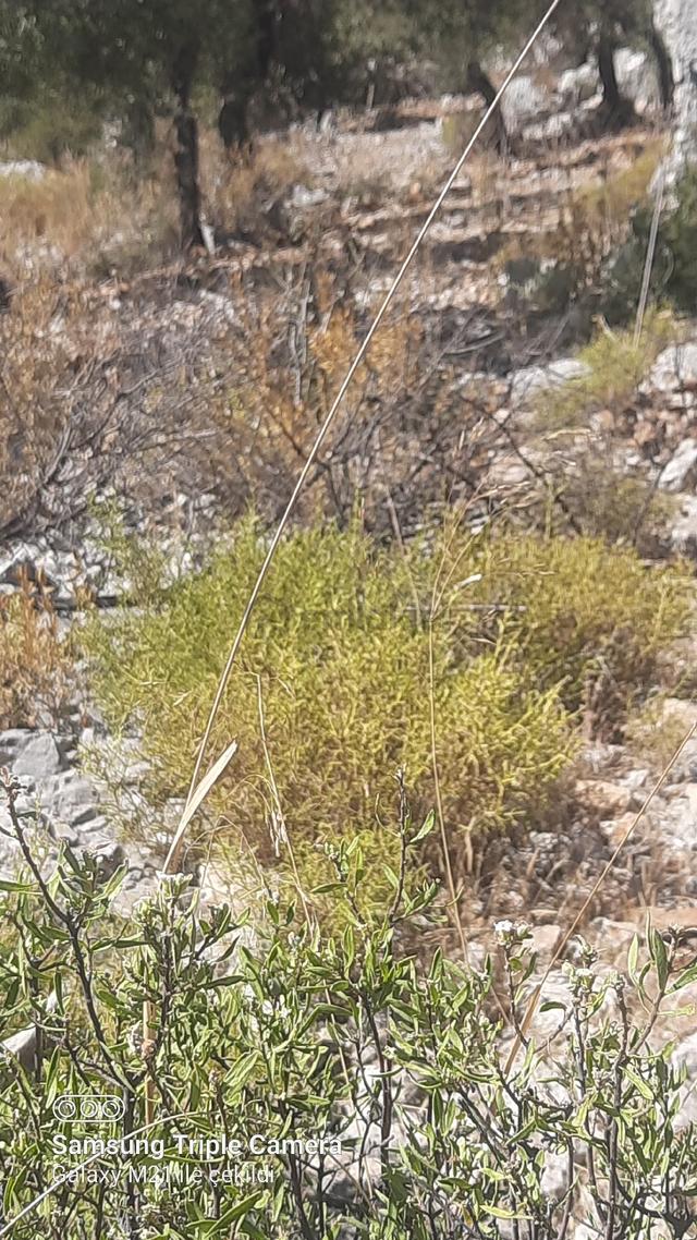 Kapukargında 1440 M2 Zilliyetli Zeytinlik 5