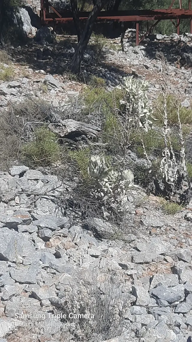 Kapukargında 1440 M2 Zilliyetli Zeytinlik 3