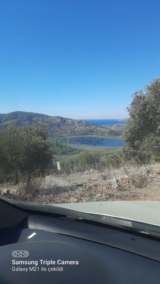Kapukargında 1440 M2 Zilliyetli Zeytinlik 4