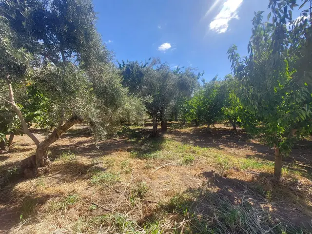 Yukarı Kızılca'da Yatırımlık Fırsat! 7.400 M² Mükemmel Konumda Bahçe Satılık 2